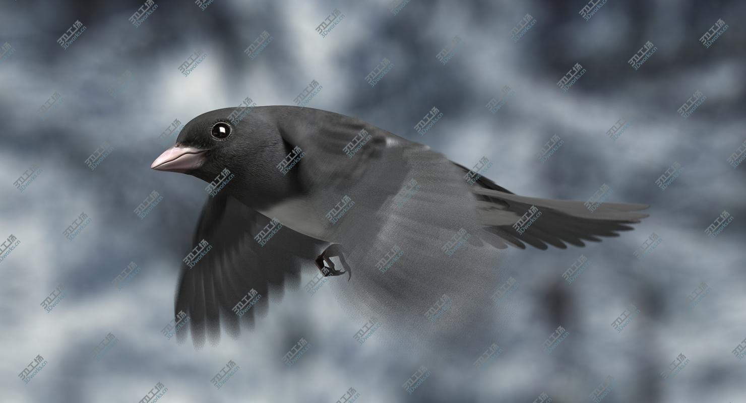 images/goods_img/202104022/Dark-eyed Junco (Animated) 3D model/1.jpg